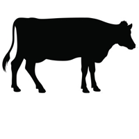 Carne de Novilho / Vitela 